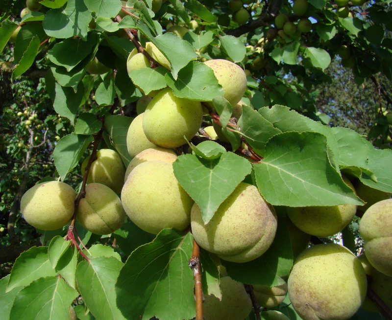 Sviluppo vegetale dell'' albicocco Prunus armeniaca